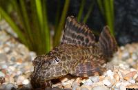 Glyptoperichthys gibbiceps