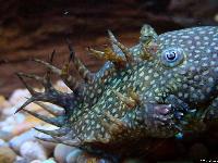 Ancistrus sp.