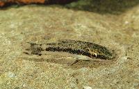 Otocinclus sp. eventuellt Otocinclus bororo