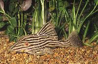 Panaque nigrolineatus