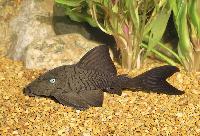 Panaque cochliodon