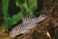 Parancistrus aurantiacus