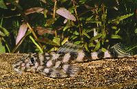 Zonancistrus brachyurus