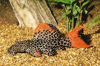 Pseudacanthicus leopardus