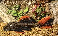 Pseudacanthicus sp. 'L025'
