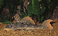 Scobiancistrus aureatus