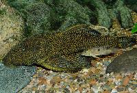 Megalancistrus barrae