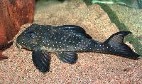 Hypancistrus sp. 'L201'