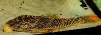 Scobiancistrus aureatus 