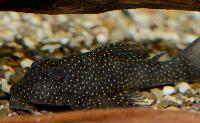 Hypancistrus sp. 'L404'