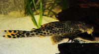 Hemiancistrus sabaji