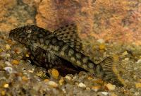 Guyanancistrus guahiborum