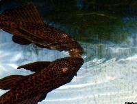 Glyptoperichthys gibbiceps