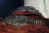 Panaqolus changae