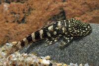 Chaetostoma sp. 'L455'