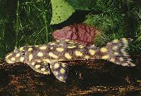 Leporacanthicus sp. aff. galaxias, Recife