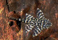 Hypancistrus sp. 'L400'