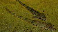 Hemiloricaria fallax