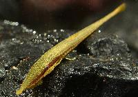 Acestridium dichromum