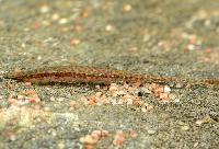 Acestridium colombiense