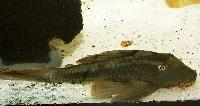 Cochliodon soniae