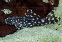 Pseudacanthicus sp. 'L065' 
