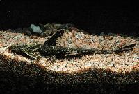 Hemiloricaria lanceolata
