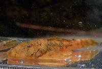 Chaetostoma platyrhynchus