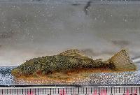 Chaetostoma thomsoni