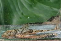 Spatuloricaria caquetae