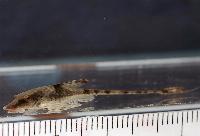 Sturisomatichthys leightoni