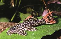 Pseudacanthicus leopardus