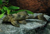 Peckoltia caenosa