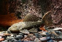 Pseudacanthicus spinosus