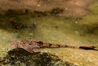 Rineloricaria melini