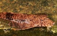 Rineloricaria melini