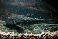 Peckoltia pankimpuju