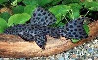 Pseudacanthicus spinosus