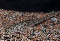 Pseudohemiodon thorectes