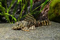 Peckoltia sp. 'L502'