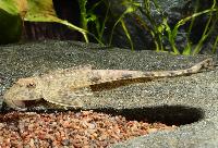 Metaloricaria nijsseni