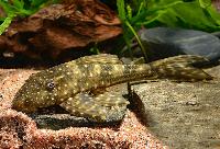 Hypostomus luteomaculatus