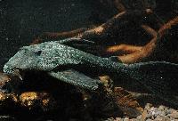 Panaqolus nocturnus