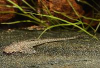 Apistoloricaria ommation