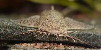 Apistoloricaria ommation