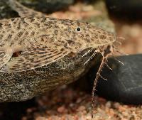 Apistoloricaria ommation