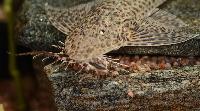 Apistoloricaria ommation