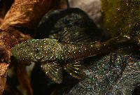 Ancistrus aguaboensis