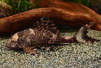 Hypostomus sp. 'L229'