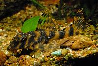 Candy striped dwarf pleco, L015